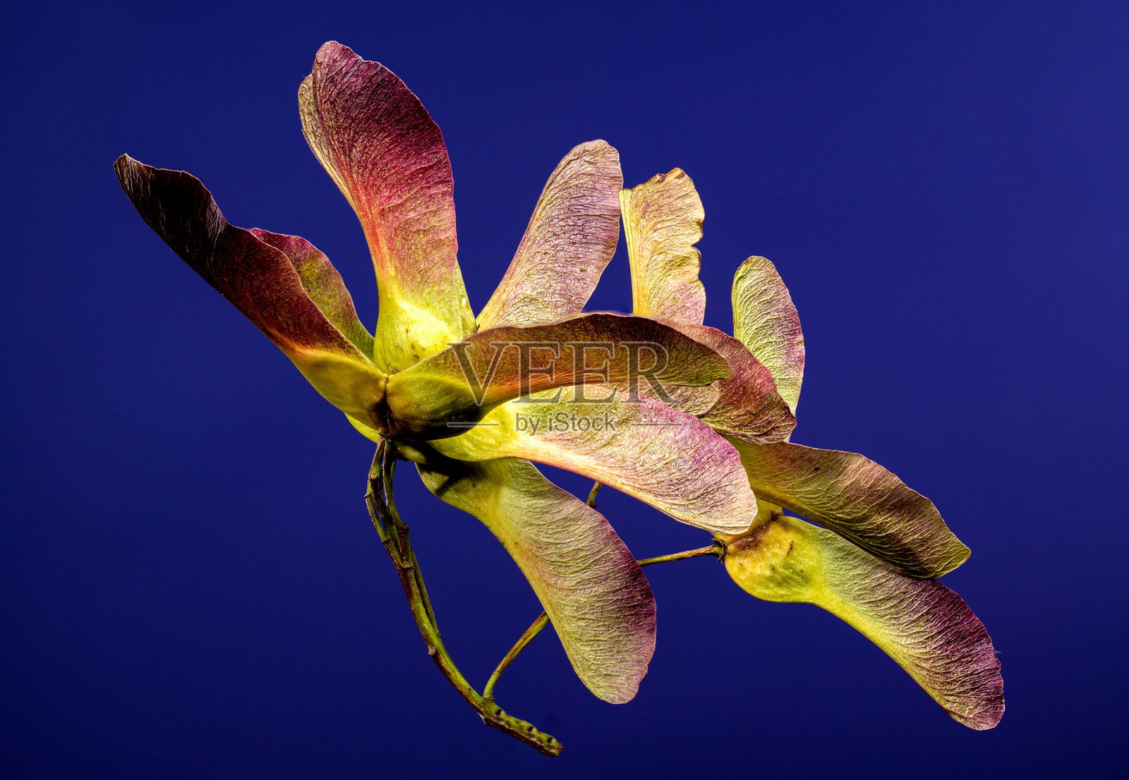 蓝色背景上的枫树种子照片摄影图片