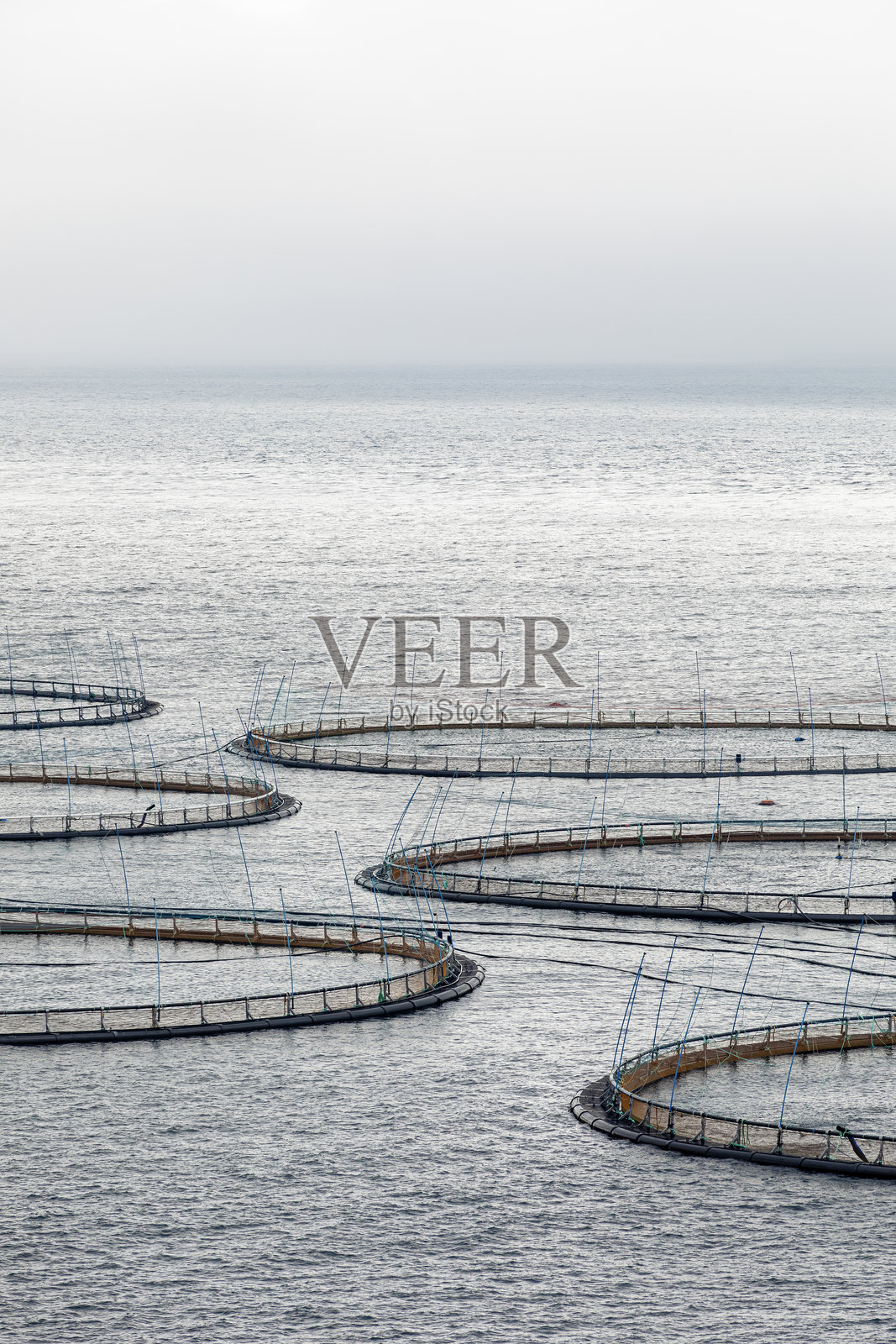 一个有很多鱼笼的鲑鱼养殖场。照片摄影图片