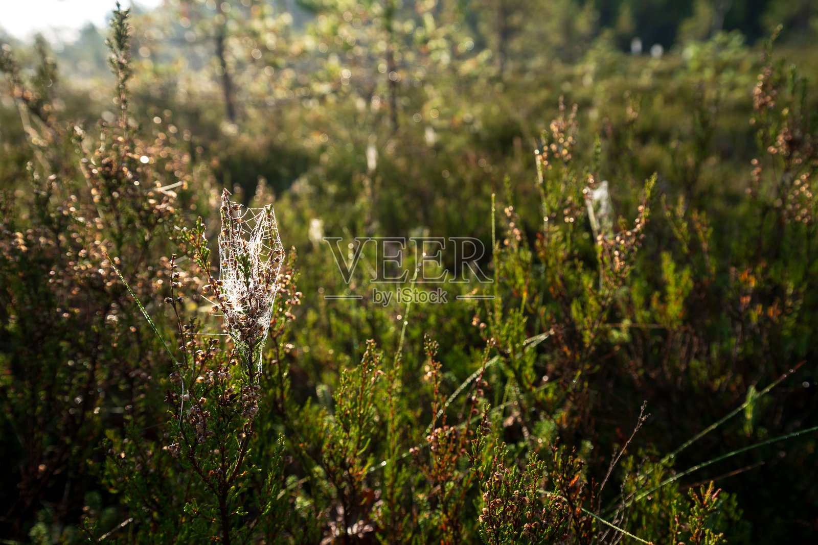 常见石楠(Calluna vulgaris)枝条上覆盖着蛛网照片摄影图片