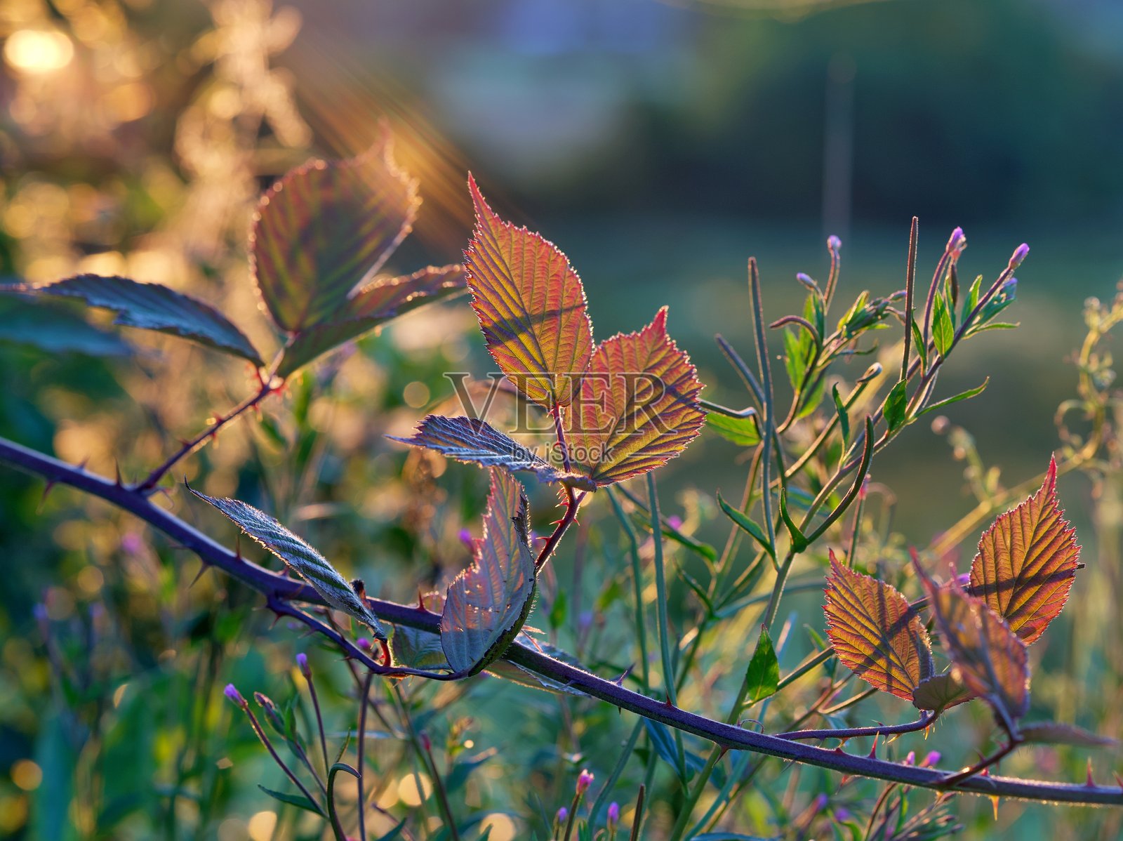 神奇的日出光线照亮了灌木丛。照片摄影图片