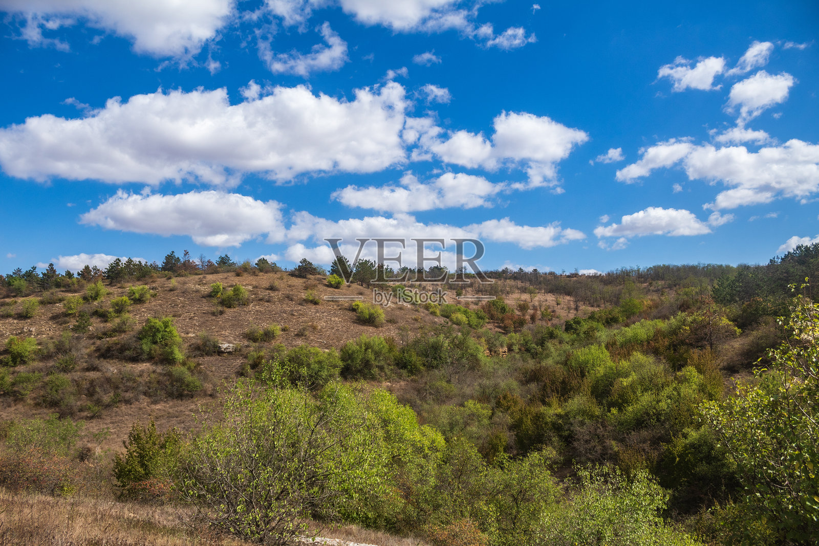 风景 - 森林 - 欧洲,罗马尼亚,苏恰瓦地区照片摄影图片