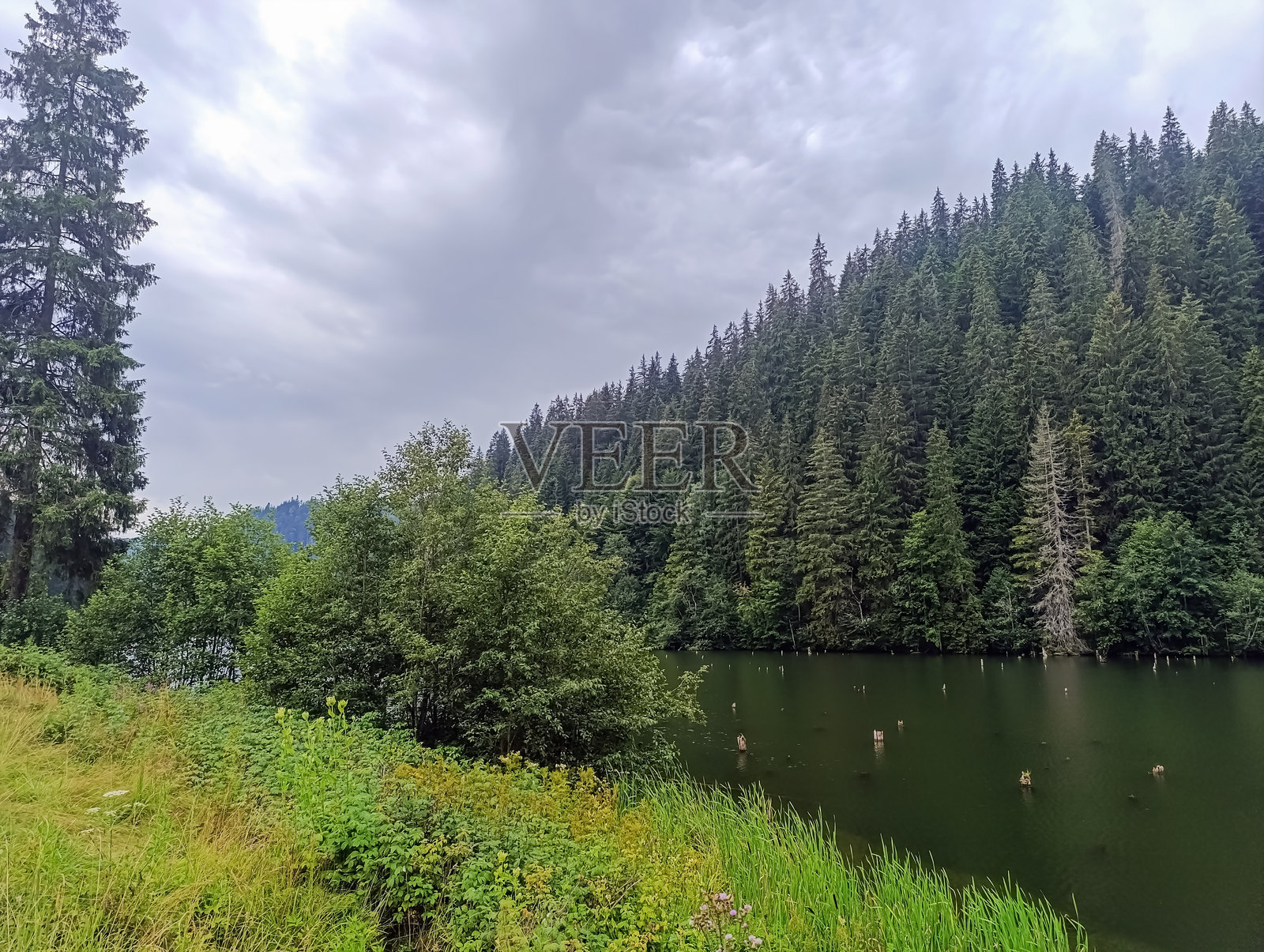 风景 - 森林 - 欧洲,罗马尼亚,苏恰瓦地区照片摄影图片