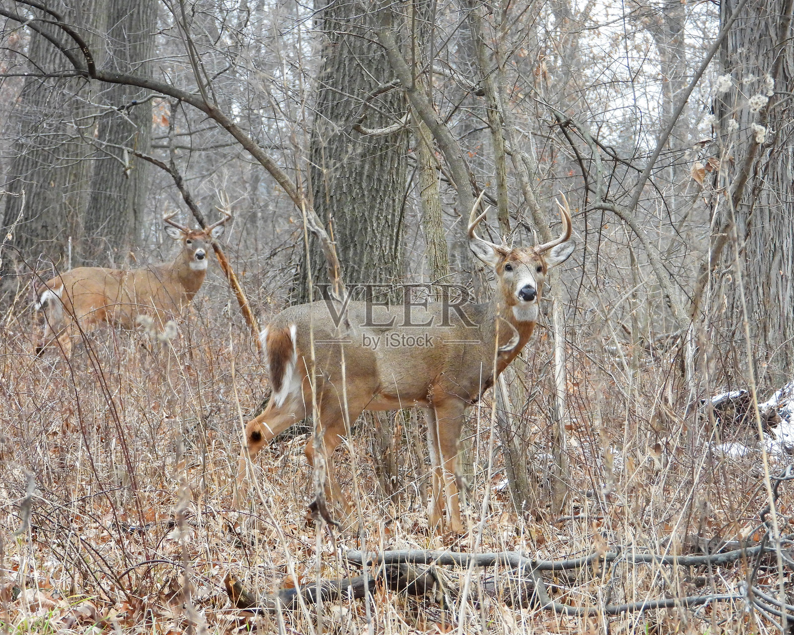 白尾鹿(Odocoileus virginianus)雄性公鹿带角照片摄影图片