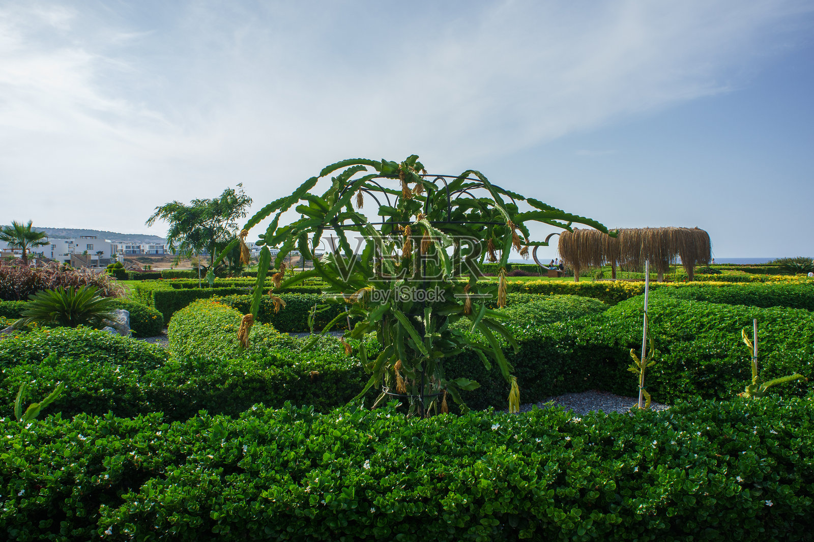一个郁郁葱葱的花园,特色仙人掌和修剪整齐的树篱,在明亮的蓝天下,海岸边的午后阳光中。照片摄影图片