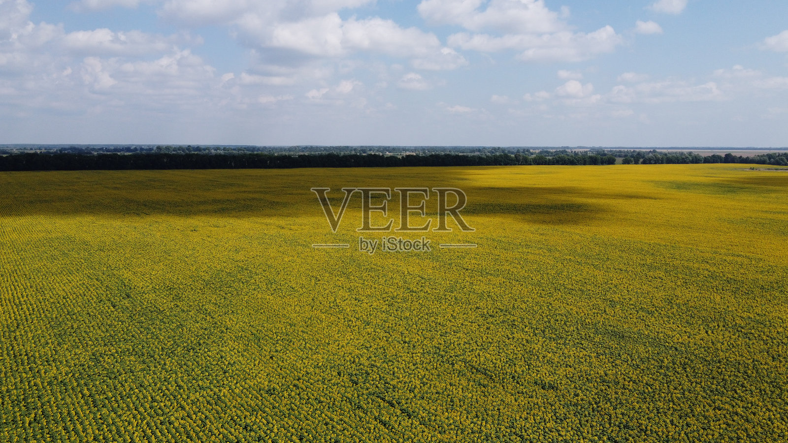 从鸟瞰角度拍摄的向日葵田。农业田地上方的蓝天。照片摄影图片