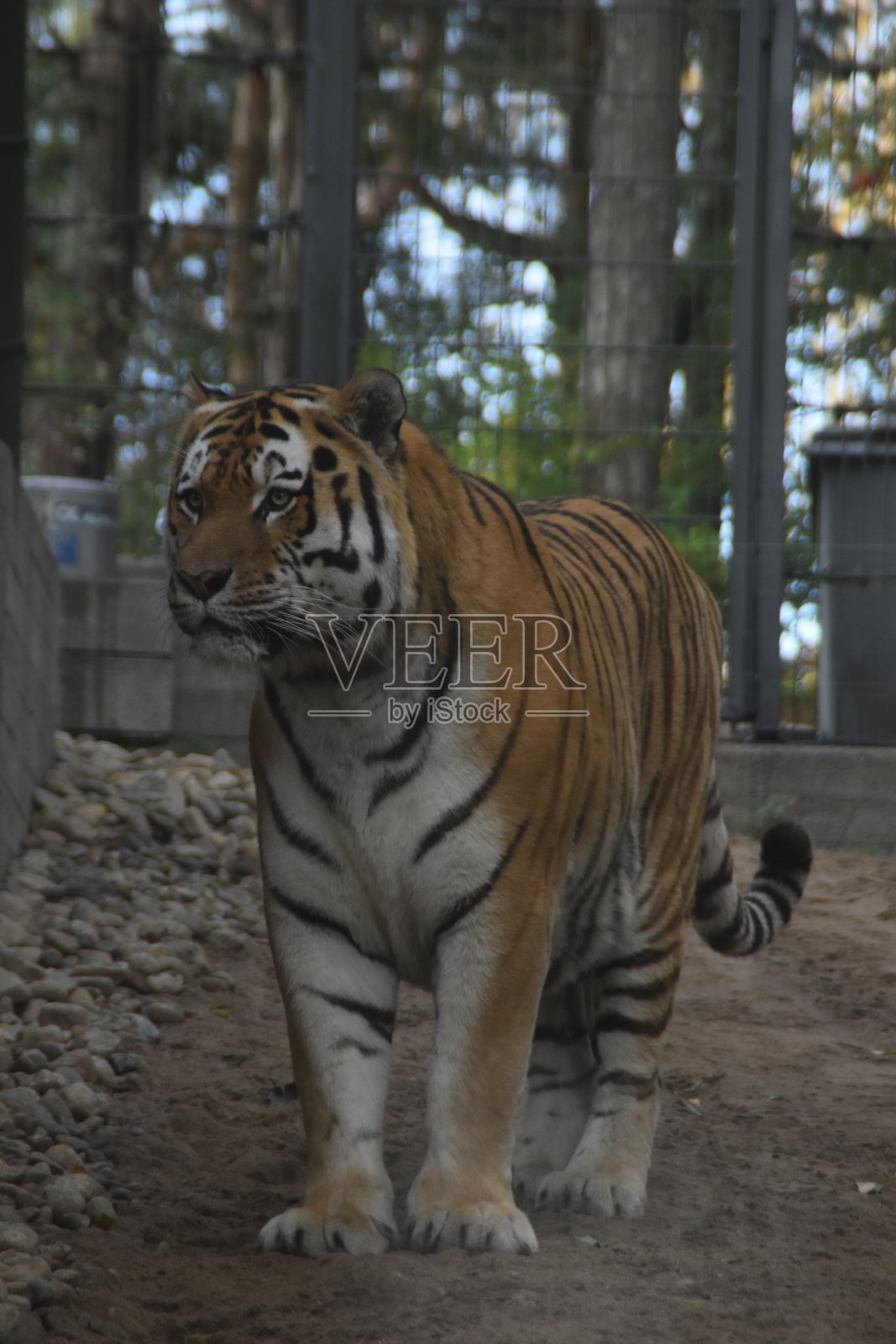 动物园里的老虎照片摄影图片