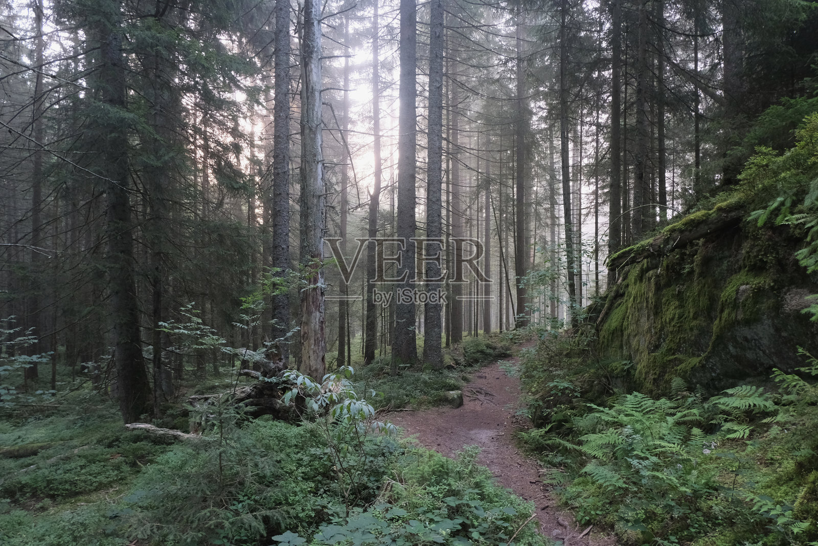 进入黑森林照片摄影图片