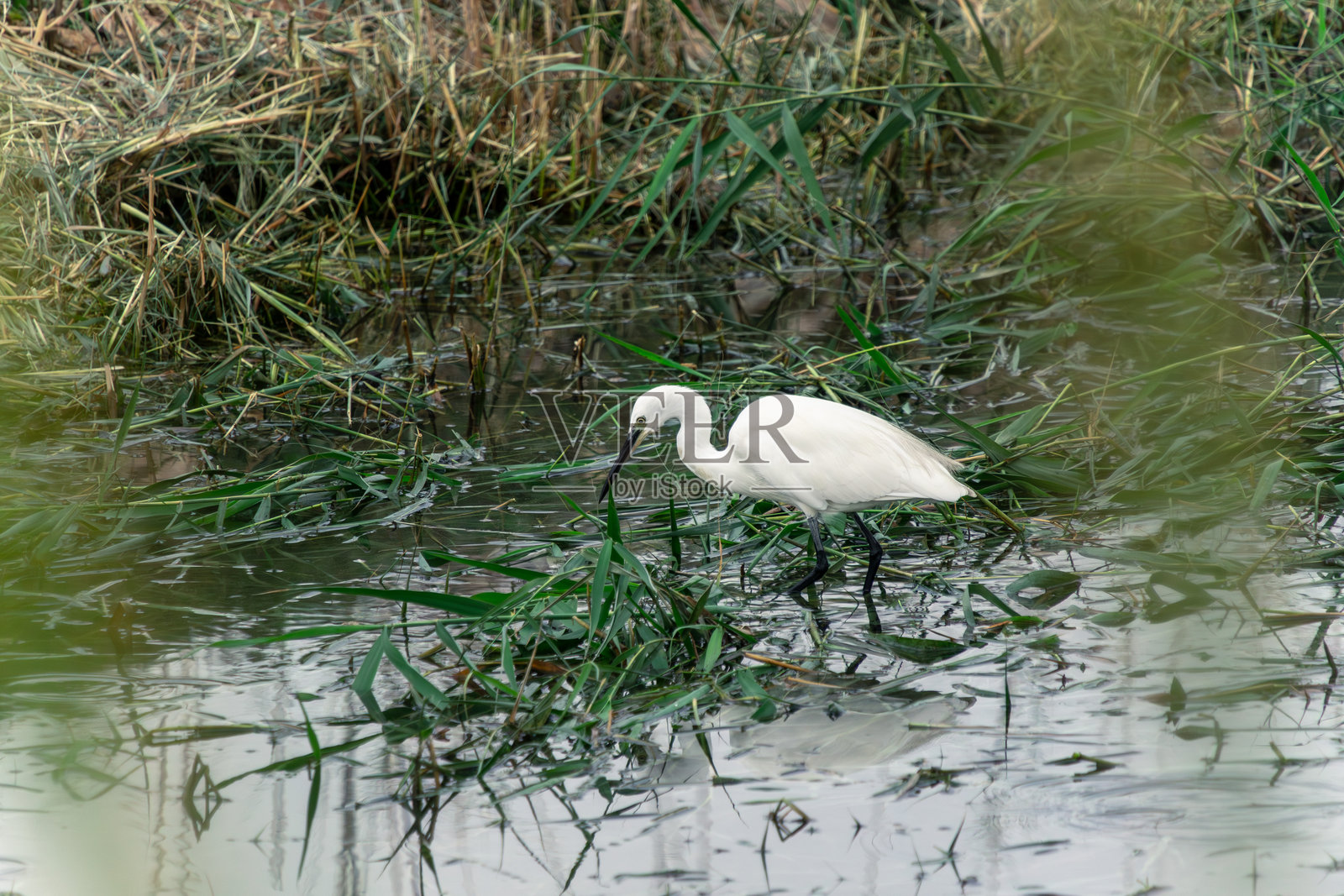 优雅的白鹭在宁静的水域栖息照片摄影图片