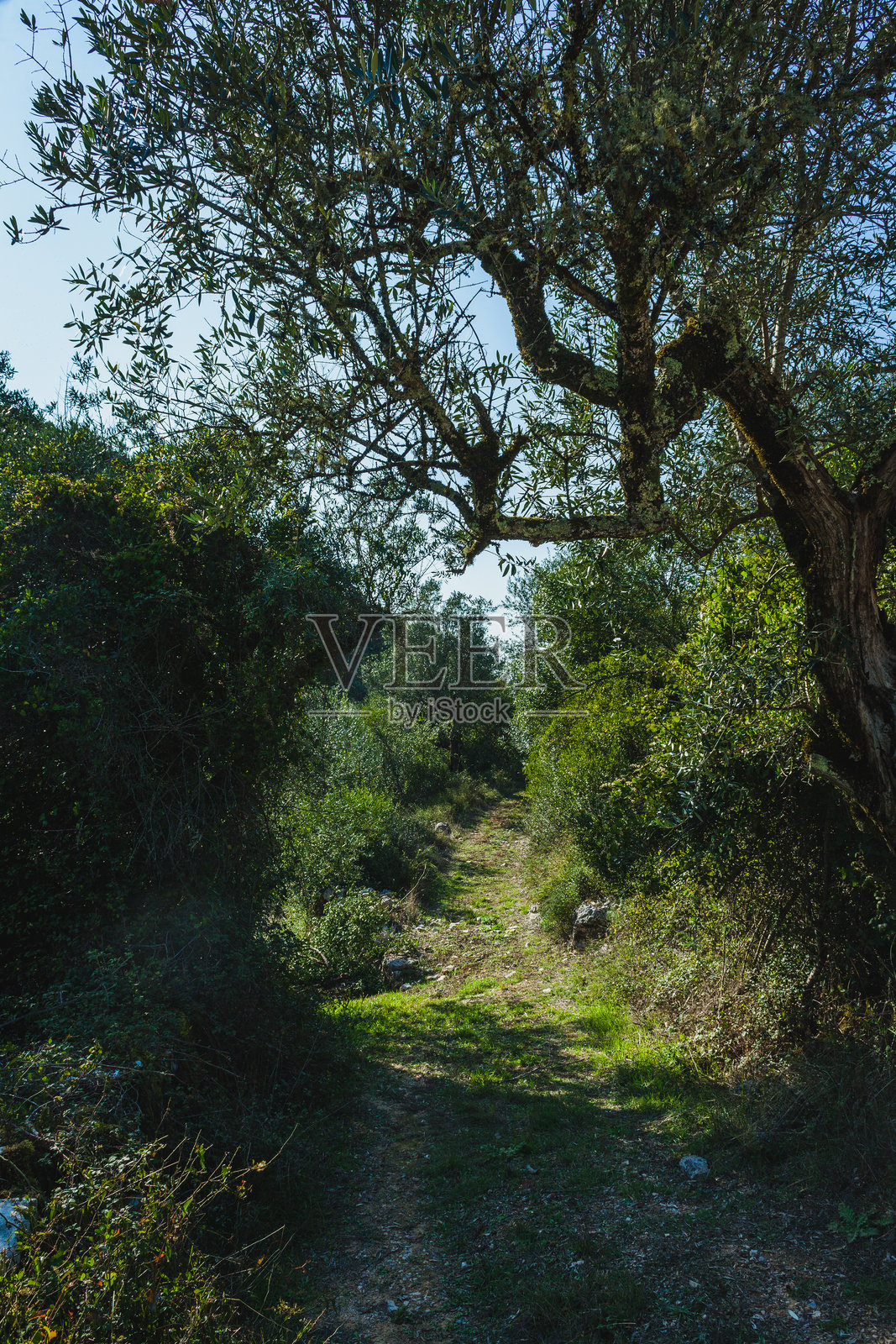 卡斯米洛的布拉卡斯,葡萄牙的一处自然景观,岩石悬崖上布满了大型洞穴。这些洞穴坐落在郁郁葱葱的景色中,泥土小径蜿蜒穿过橄榄树和绿色植被。照片摄影图片