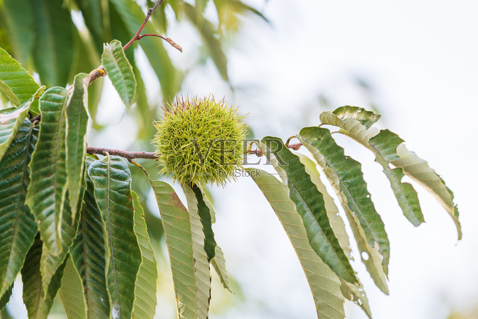 秋季时令水果 - 温暖阳光下的栗子树上的栗子果实,伴随着自然的声音。照片摄影图片