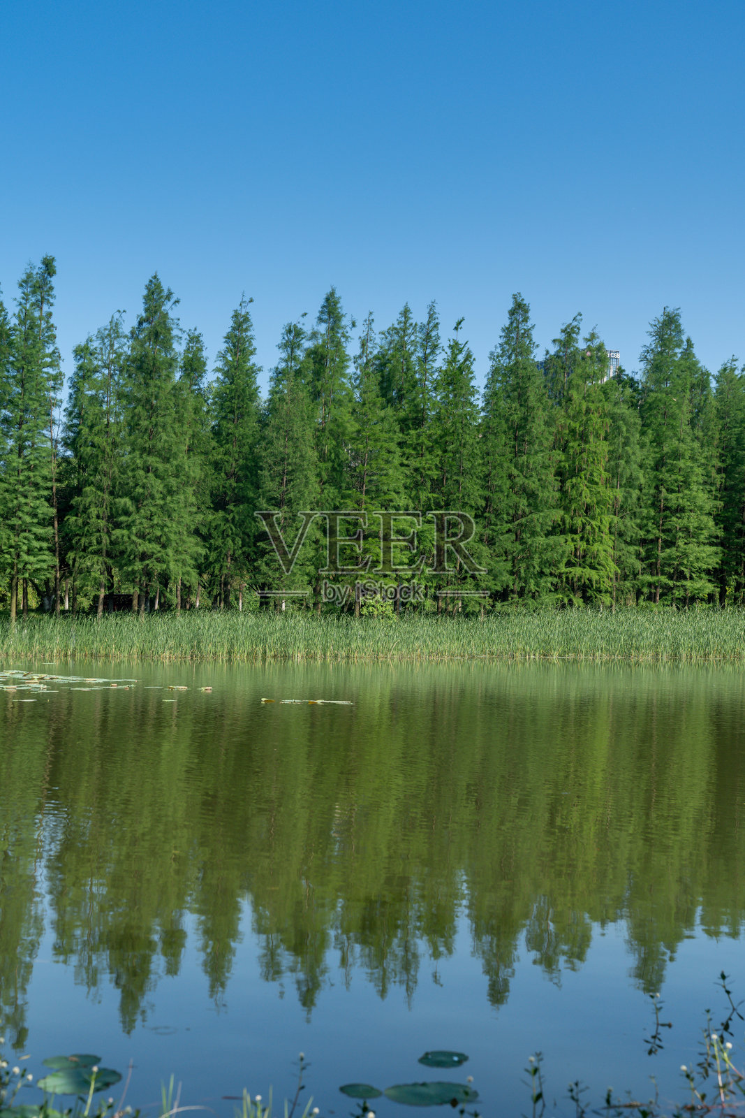 公园池塘周围郁郁葱葱的绿意照片摄影图片