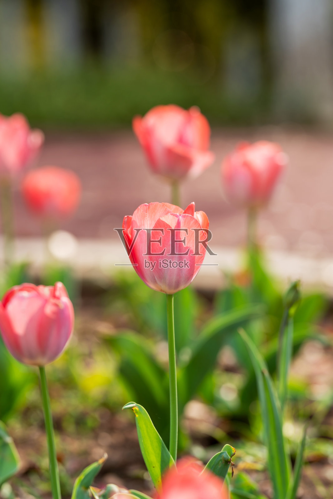 达尔文杂交郁金香(Tulipa)在四月的花园中绽放,轻盈而梦幻。照片摄影图片