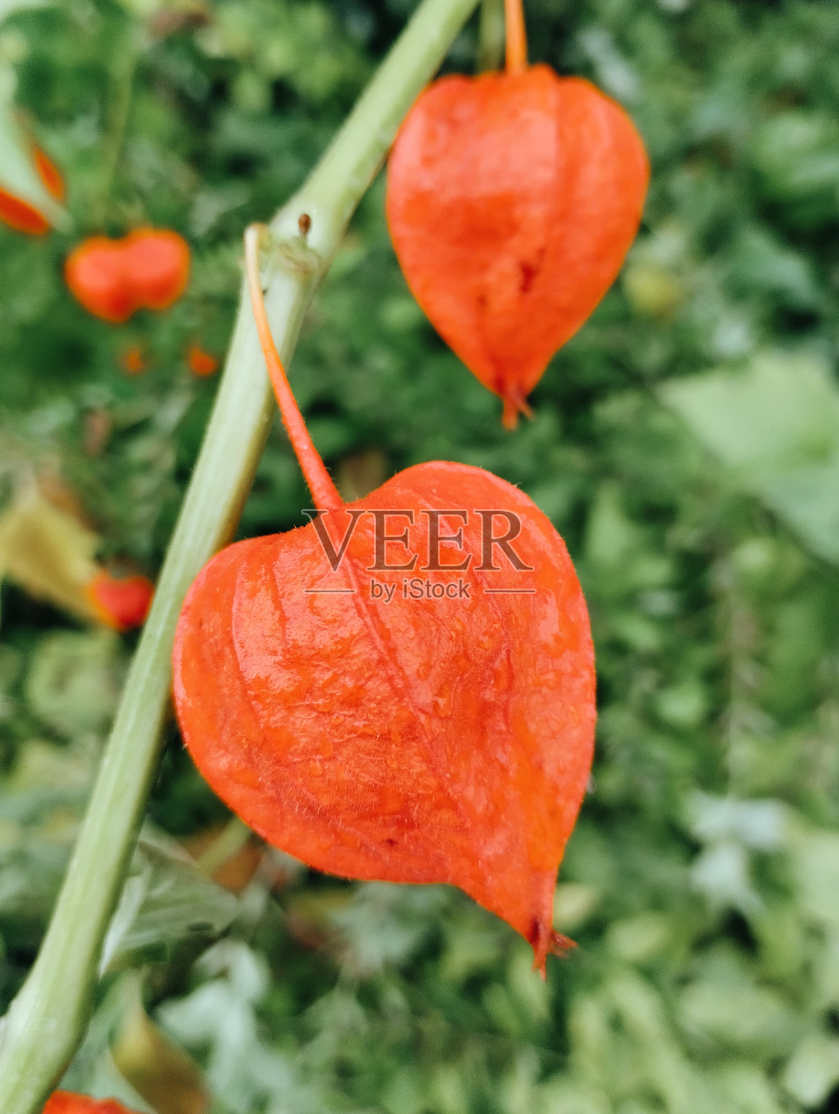 花果照片摄影图片