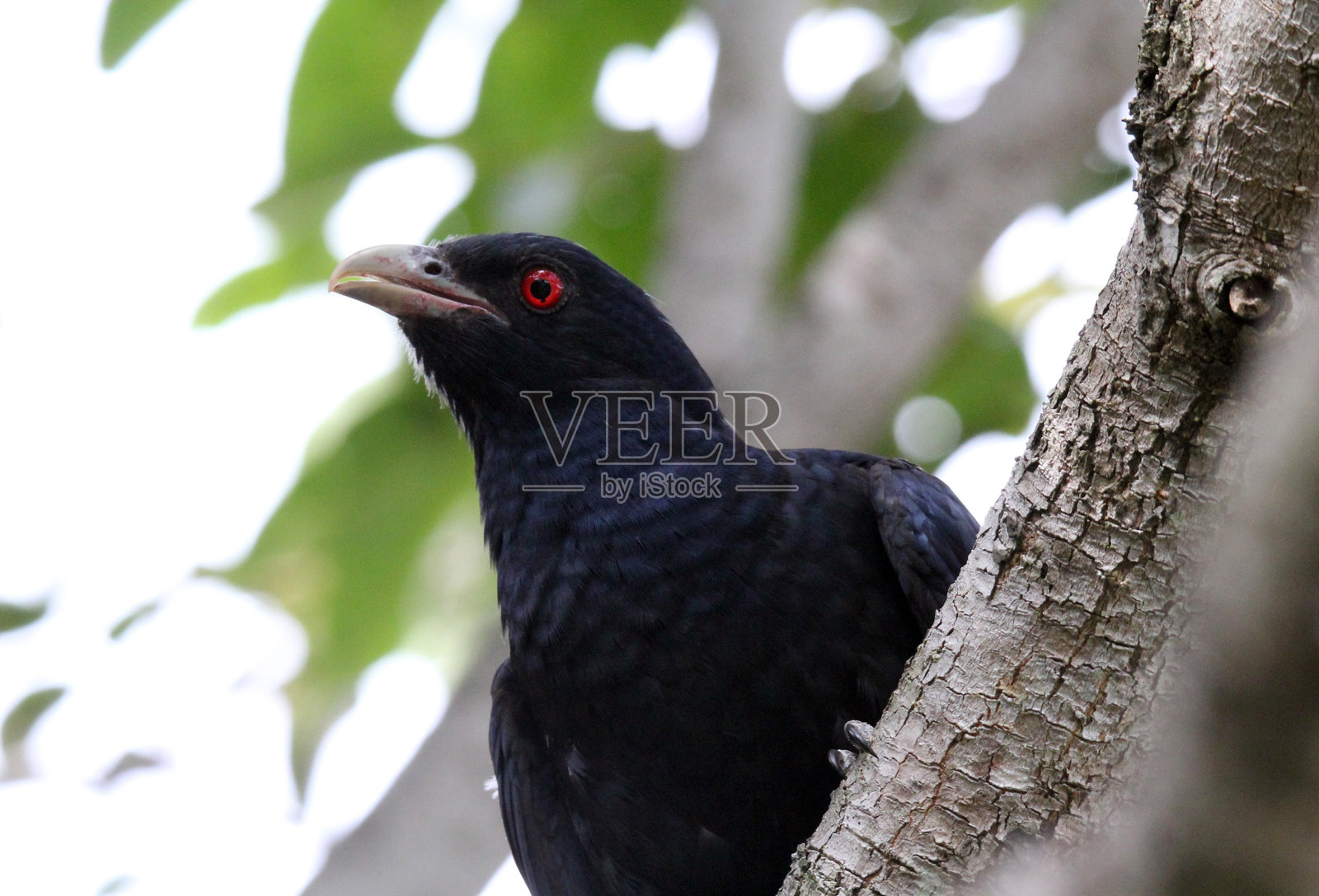 雄性太平洋杜鹃鸟,红眼,栖息在树枝上照片摄影图片