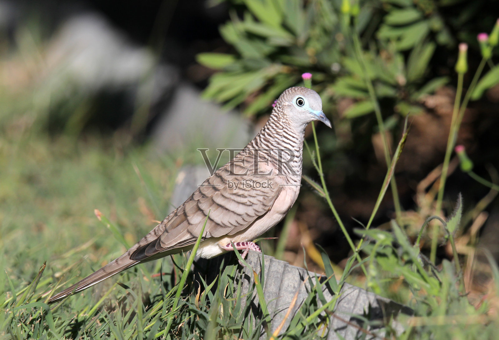 和平鸽在花园边缘静静站立照片摄影图片