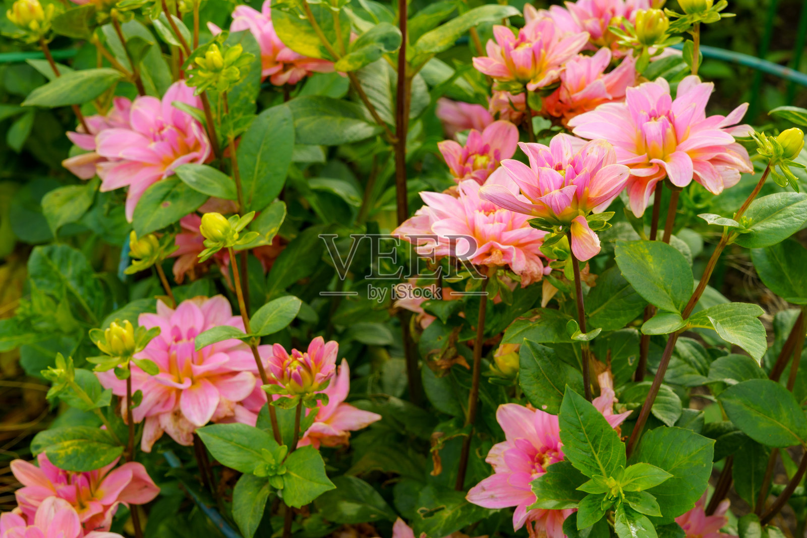 大叶大丽花(Dahlia pinnata)。强烈粉色的杂交大丽花花朵照片摄影图片