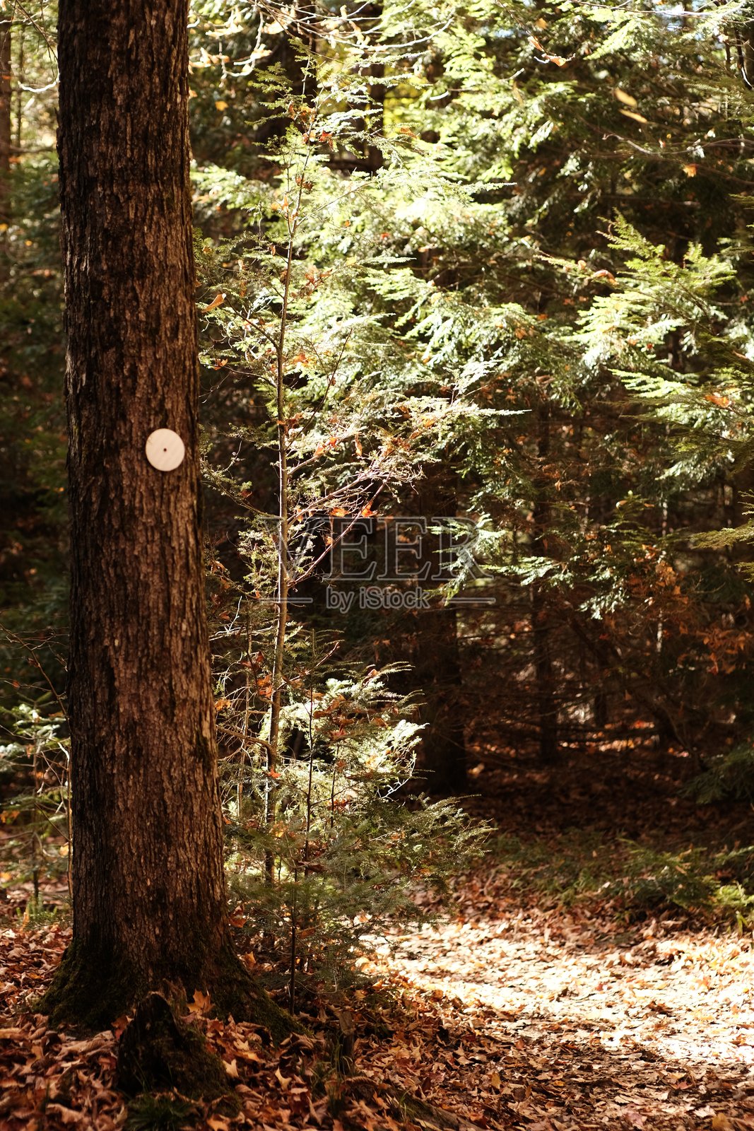 在加拿大安大略省阿尔冈昆省立公园的树上标记了小径标志照片摄影图片