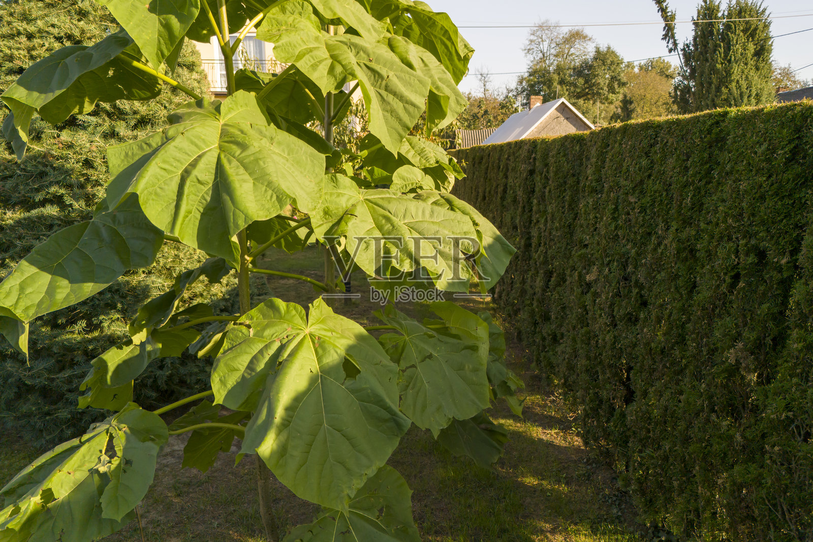 一棵紫葳树的特写,生机勃勃的绿叶在后院环境中,展现了自然和绿意的美。照片摄影图片