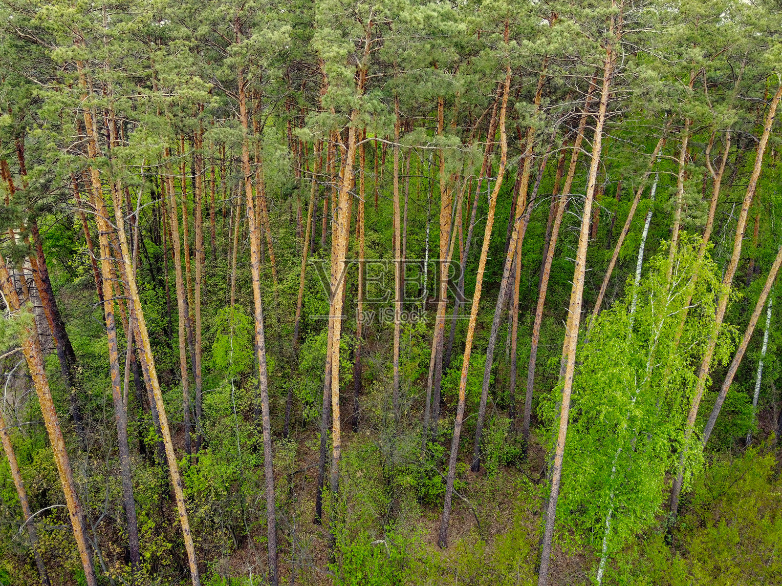 春季针叶林中的高大松树,鸟瞰图。照片摄影图片
