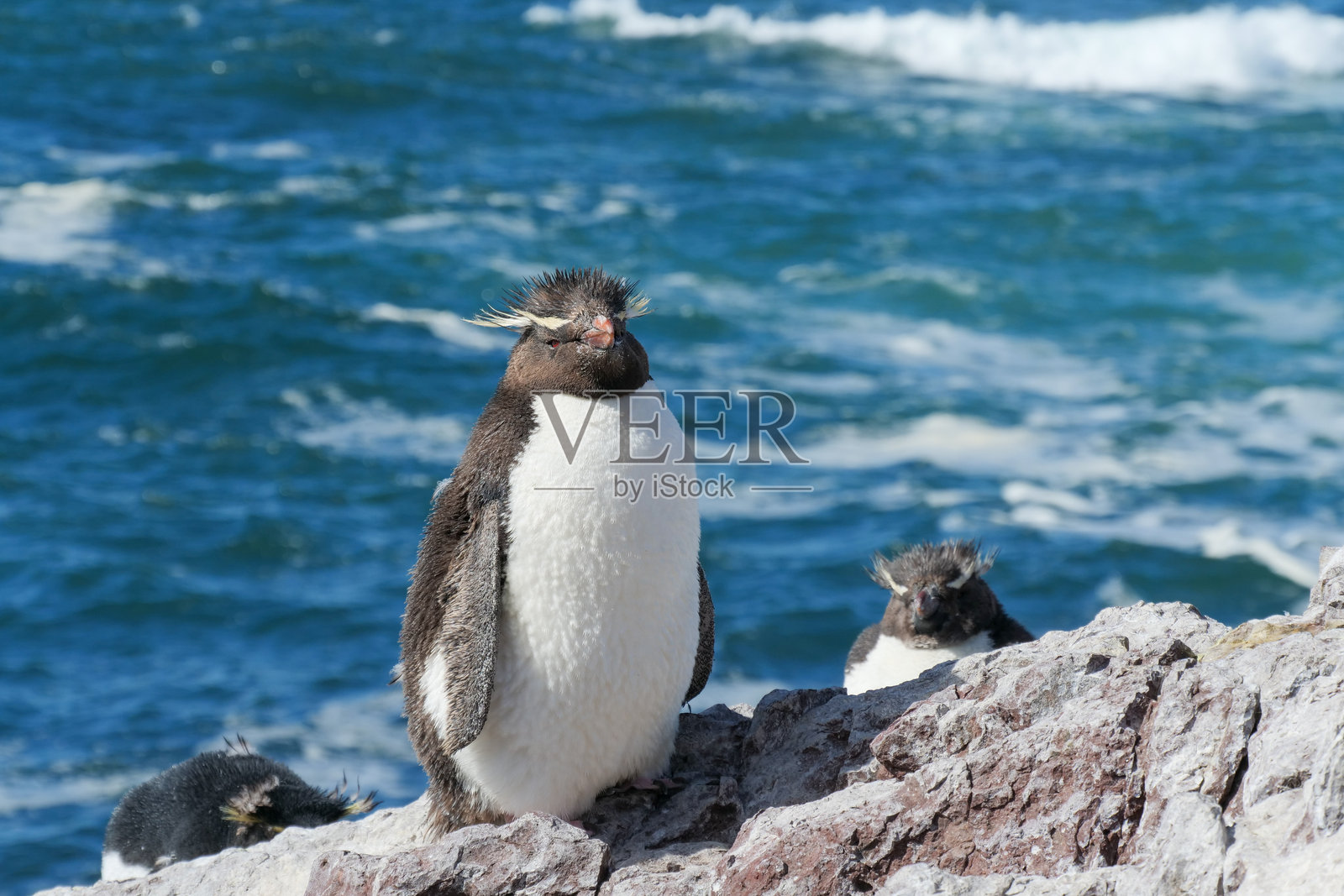 一只岩跳企鹅(Eudyptes chrysocome)在阿根廷的企鹅岛上,站在海边的岩石上享受阳光。照片摄影图片
