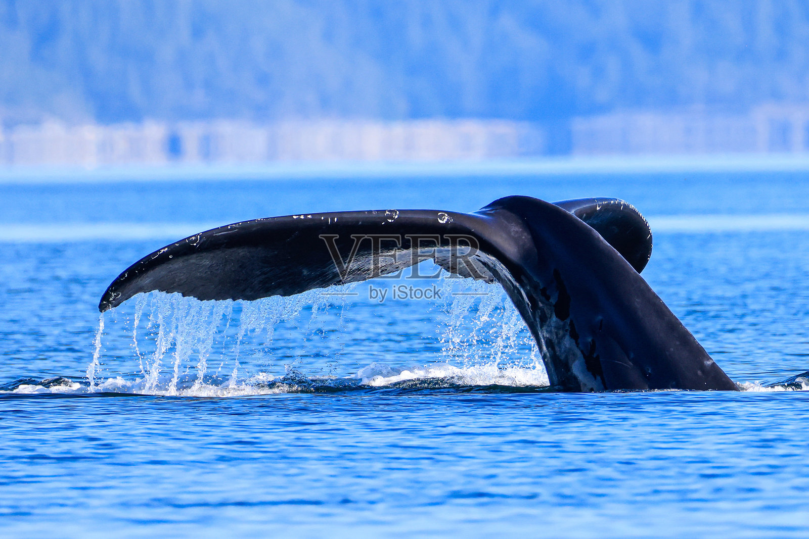 温哥华岛海岸附近的座头鲸潜水鳍照片摄影图片