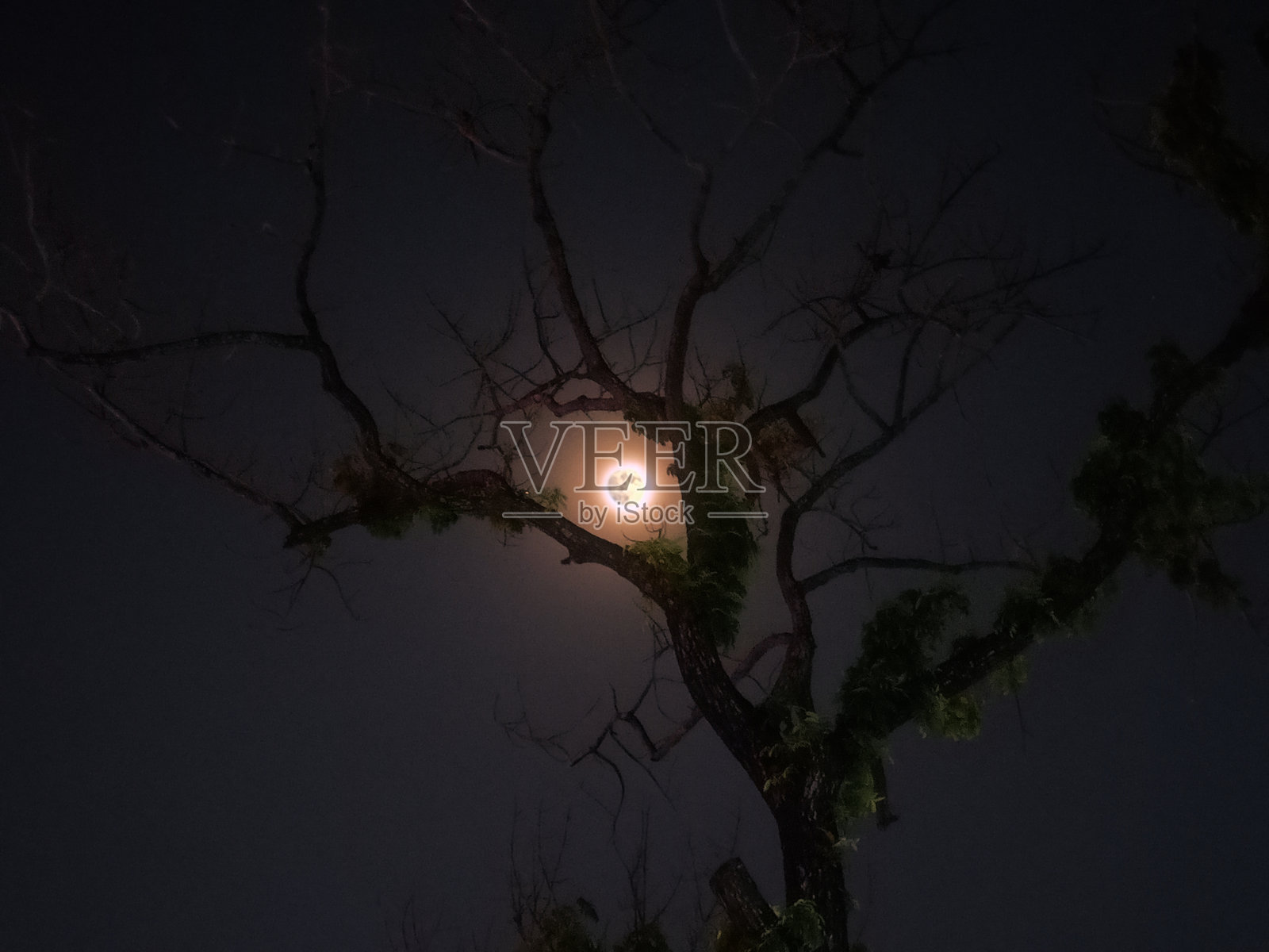 月光照片摄影图片