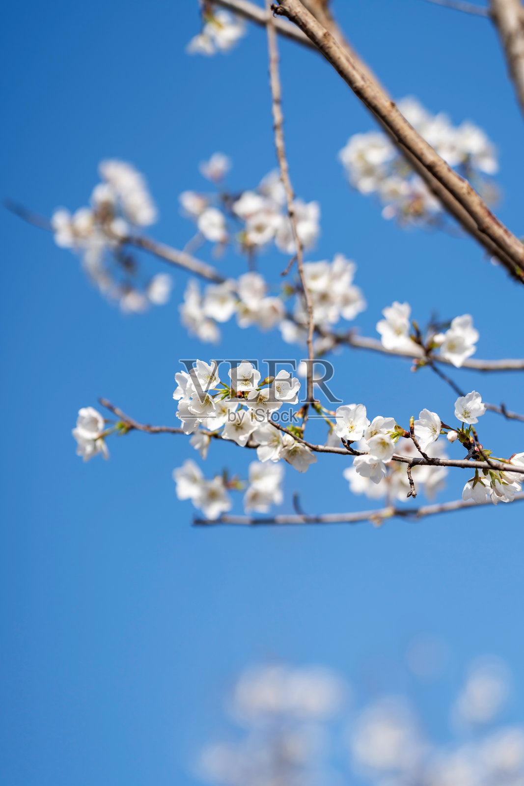 梨属于蔷薇科,春天开出优雅美丽的花朵。照片摄影图片