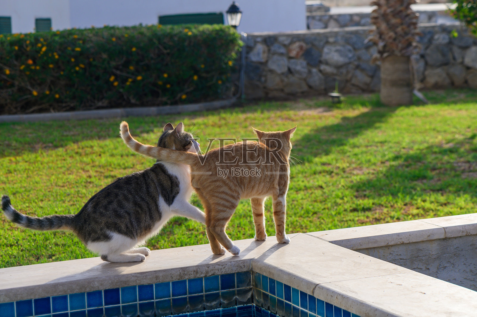 两只顽皮的猫在阳光明媚的花园中探险,在宁静的池塘边创造愉快的时刻,沐浴在午后的阳光下。照片摄影图片
