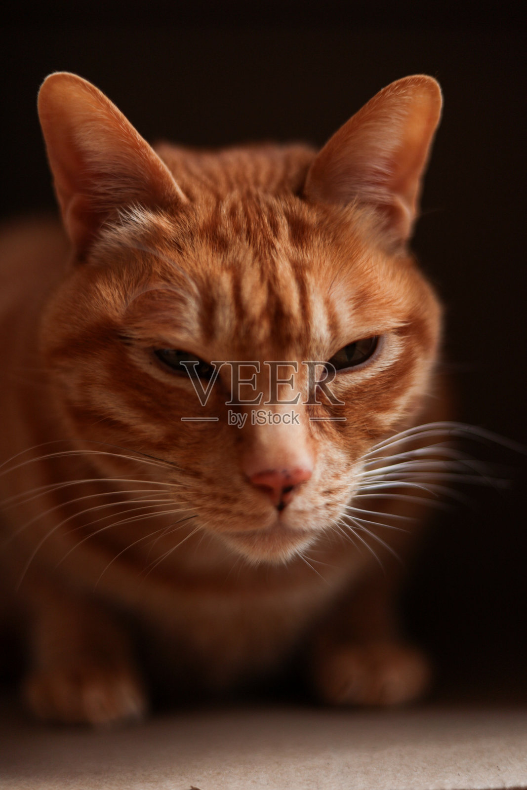 姜猫照片摄影图片