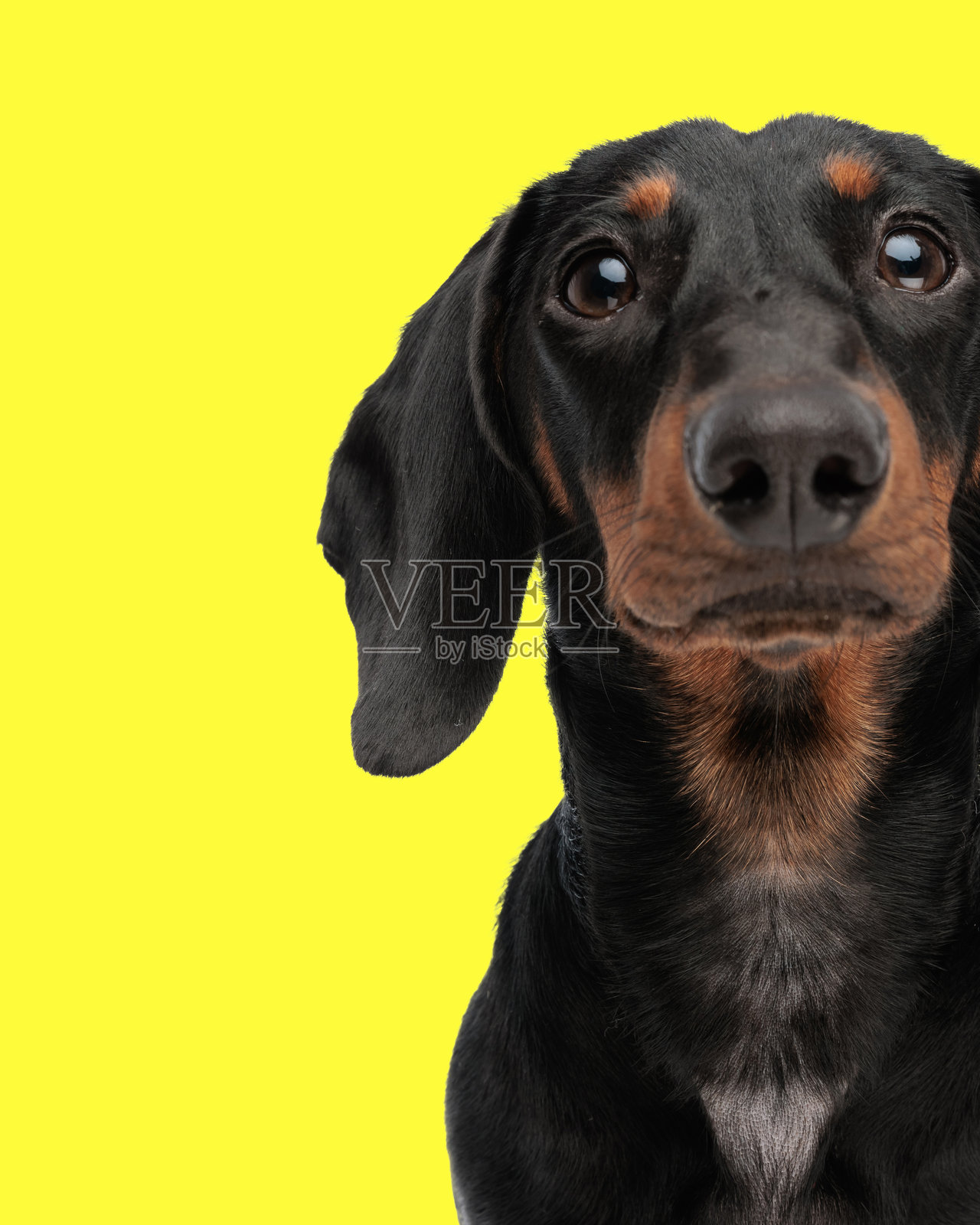 害羞的小腊肠犬抬头好奇地看着。照片摄影图片