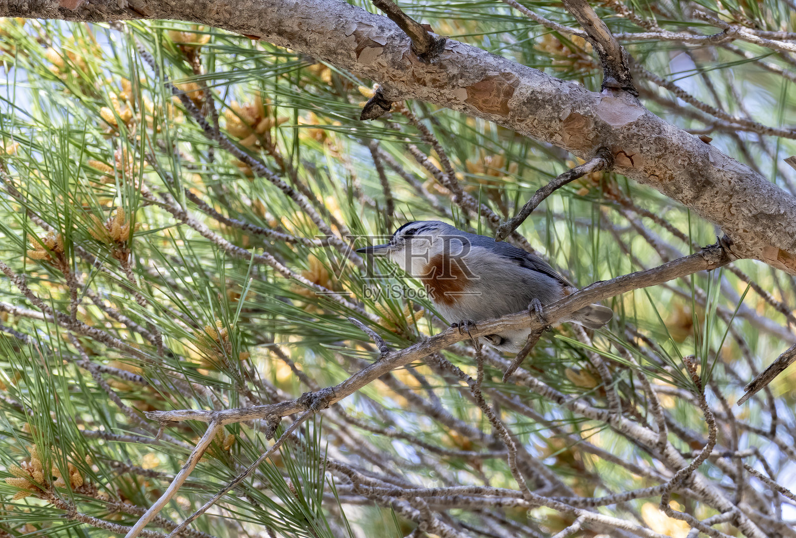 中东松林中的克鲁普雀。照片摄影图片