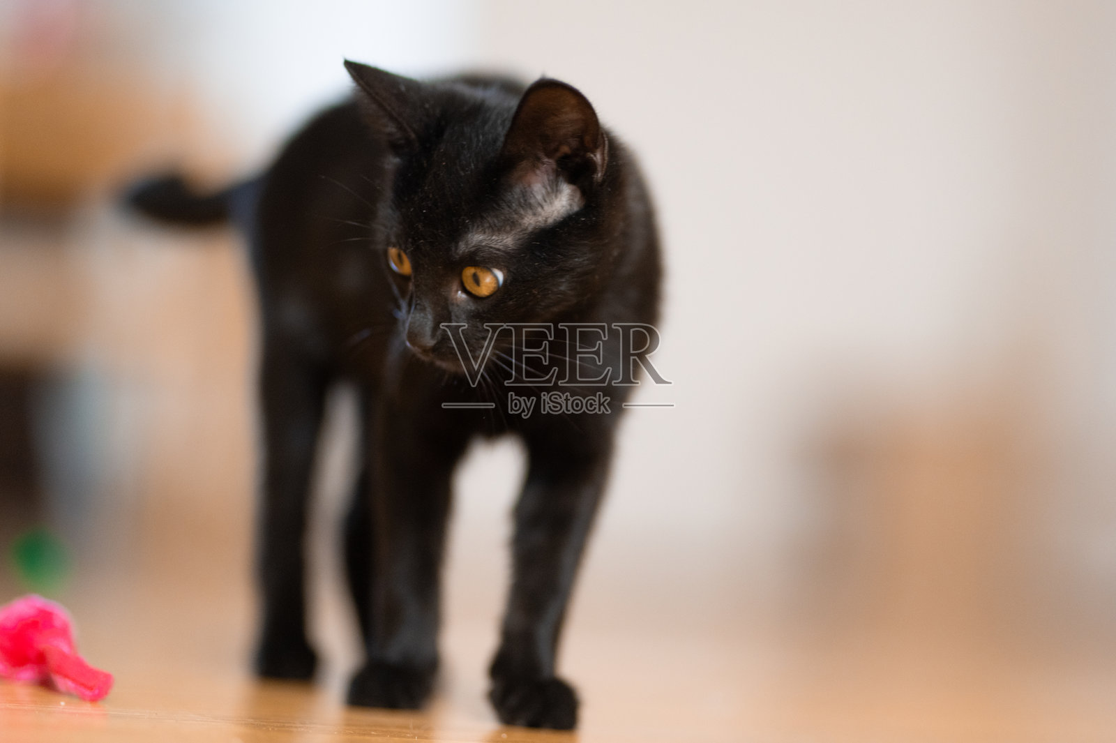黑猫在木地板上玩粉色玩具照片摄影图片
