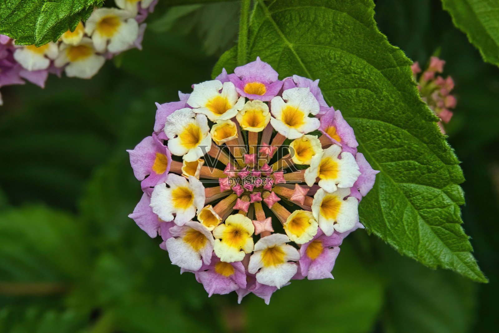 鲜艳的马缨丹花簇特写。照片摄影图片