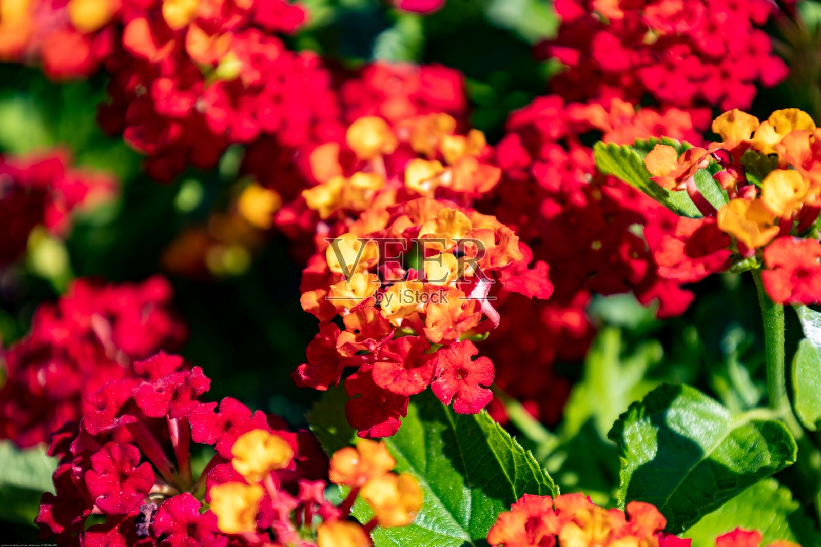 鲜艳的红色和黄色的五彩花特写,盛开着,背景是绿色的叶子照片摄影图片