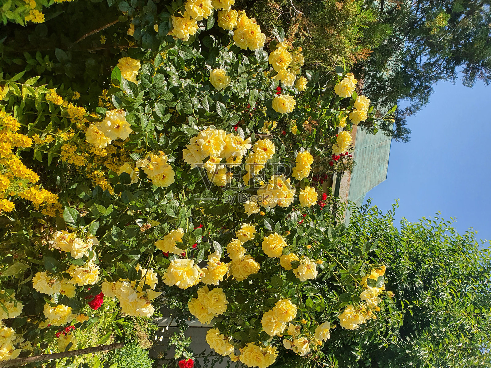 美丽的黄玫瑰灌木在花园中生长,鲜艳的黄色花朵。照片摄影图片