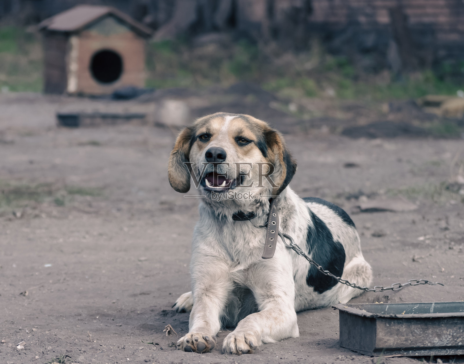 品托链狗在展位前微笑照片摄影图片