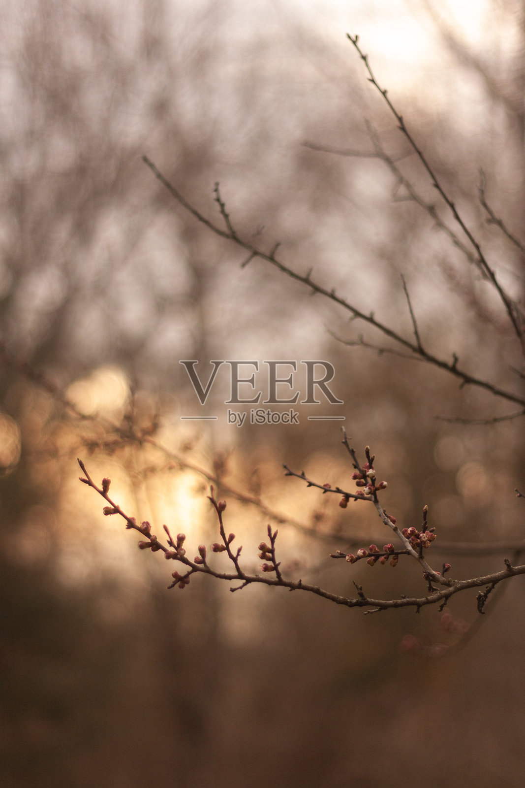 花园里的花照片摄影图片