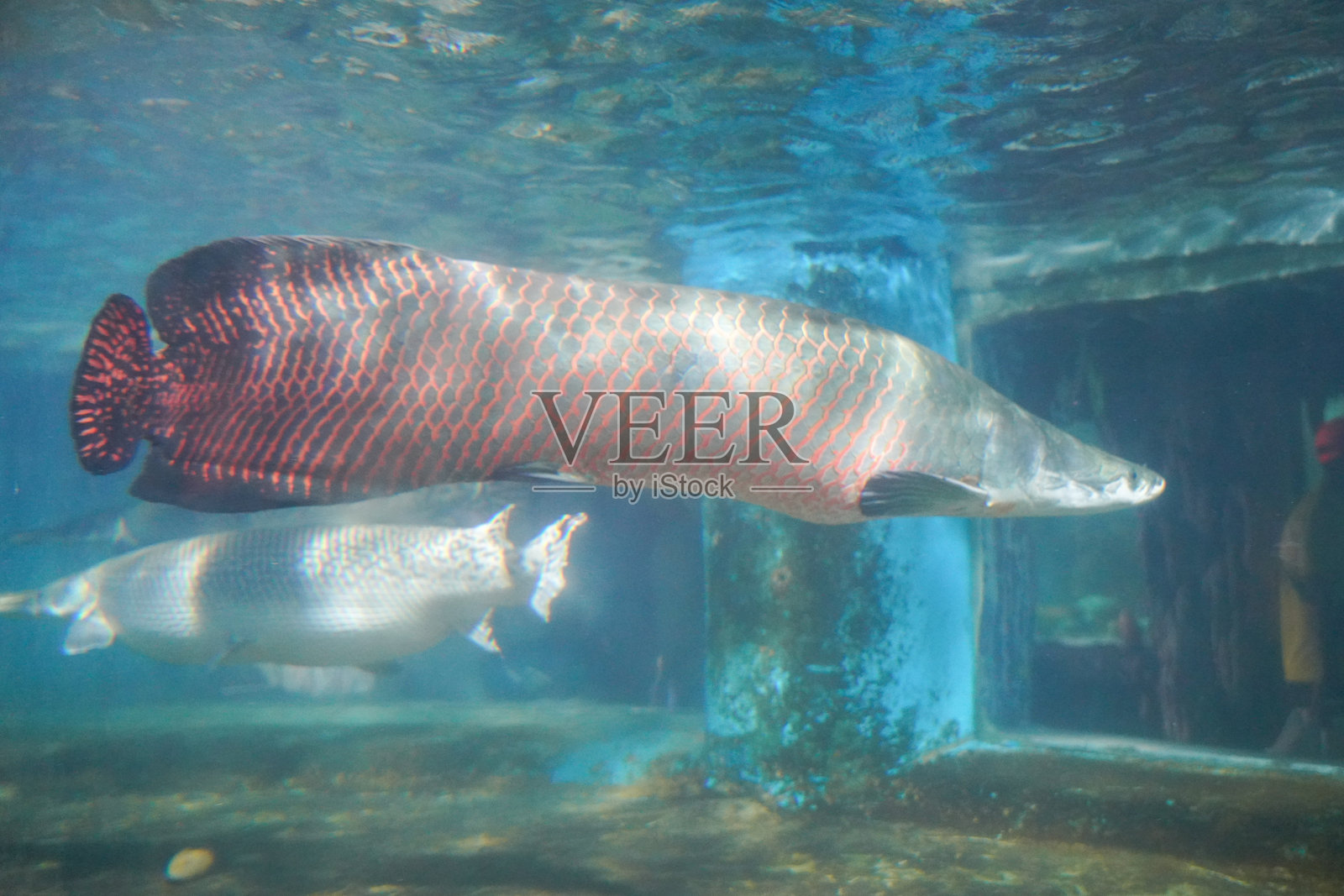 水族箱中的巨骨舌鱼照片摄影图片