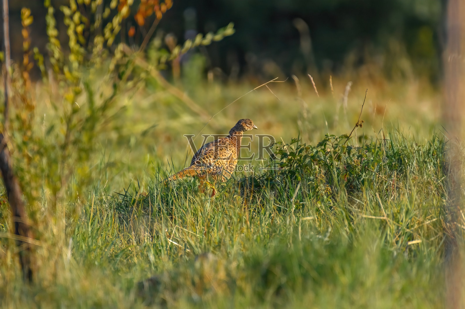 公园里美丽的雉鸡照片摄影图片