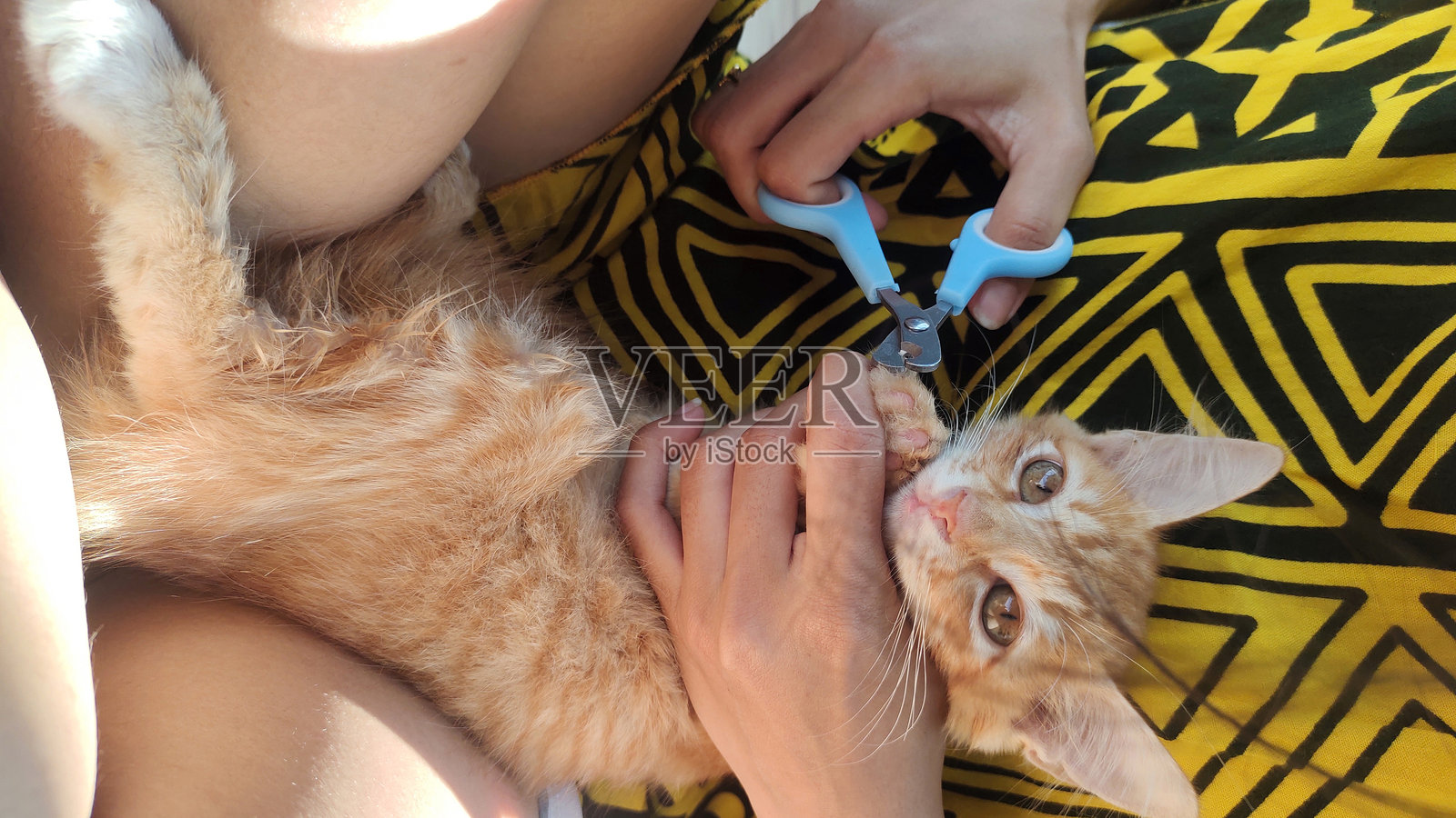 一只橙色的小猫正在主人为它修剪指甲。照片摄影图片