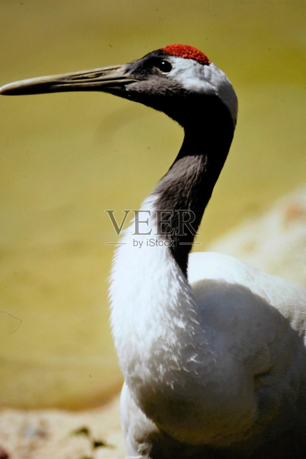萨乌斯鹤照片摄影图片