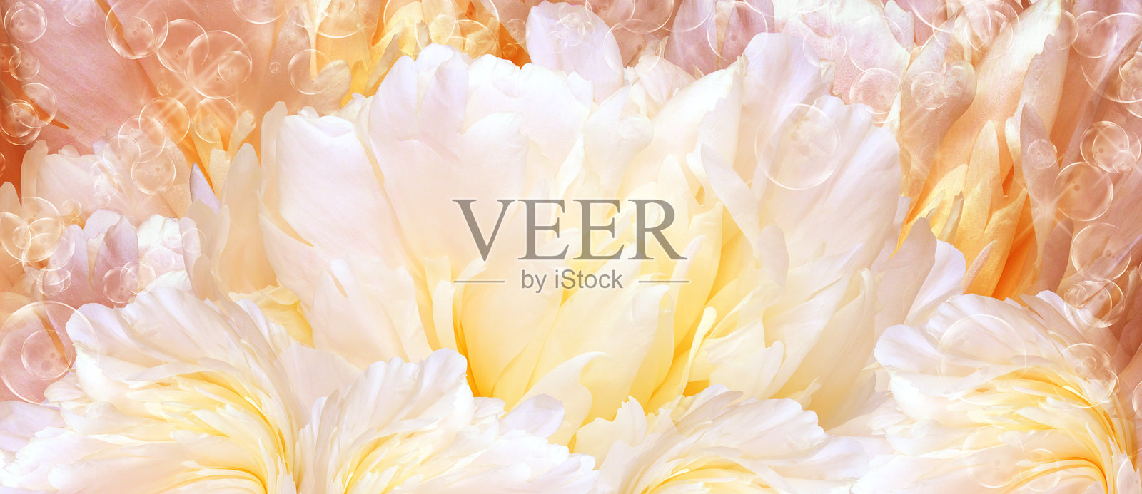 春季花卉背景。牡丹花和花瓣特写。贺卡。自然。照片摄影图片