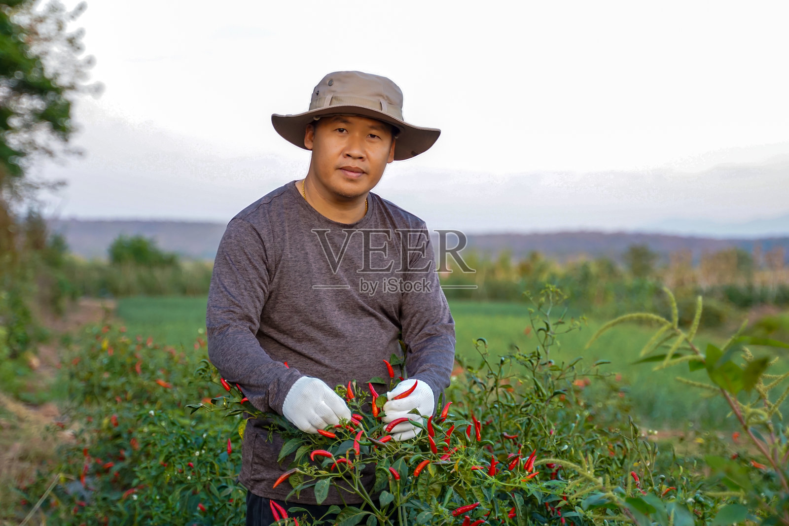 泰国男性园丁在他的菜地里采摘辣椒。这些水果可以新鲜食用,且也在工业厂房中加工成各种产品。照片摄影图片