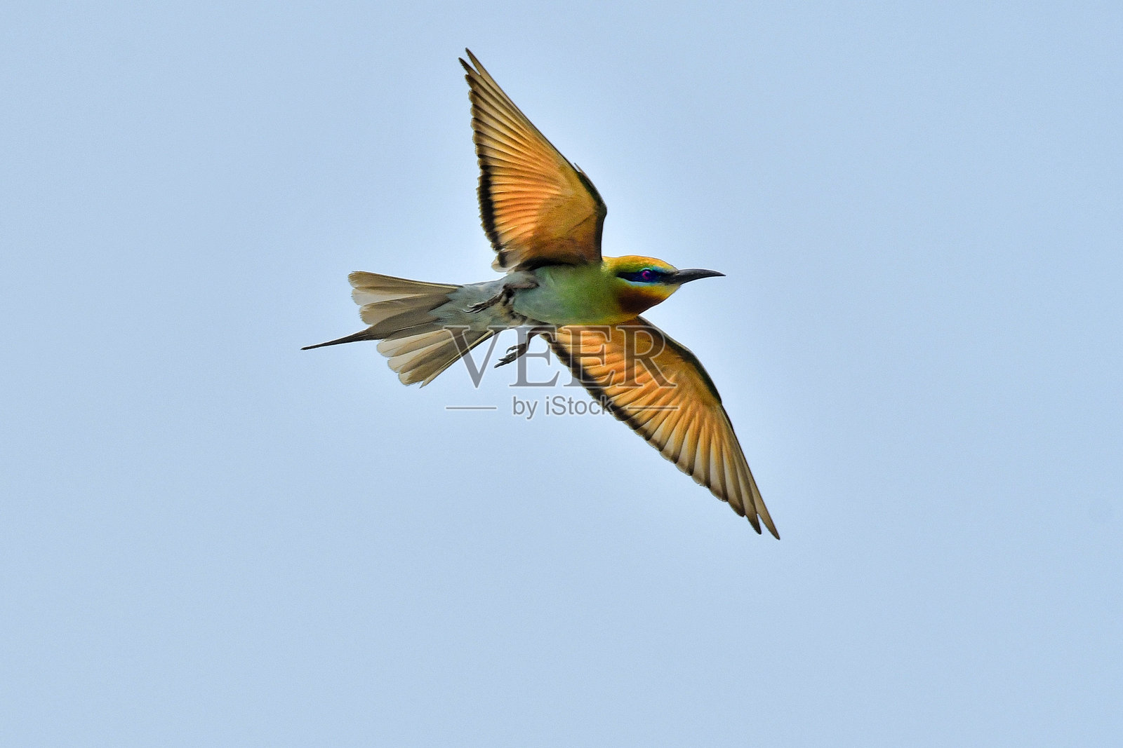 一只蓝尾绿蜂鸟在飞翔照片摄影图片