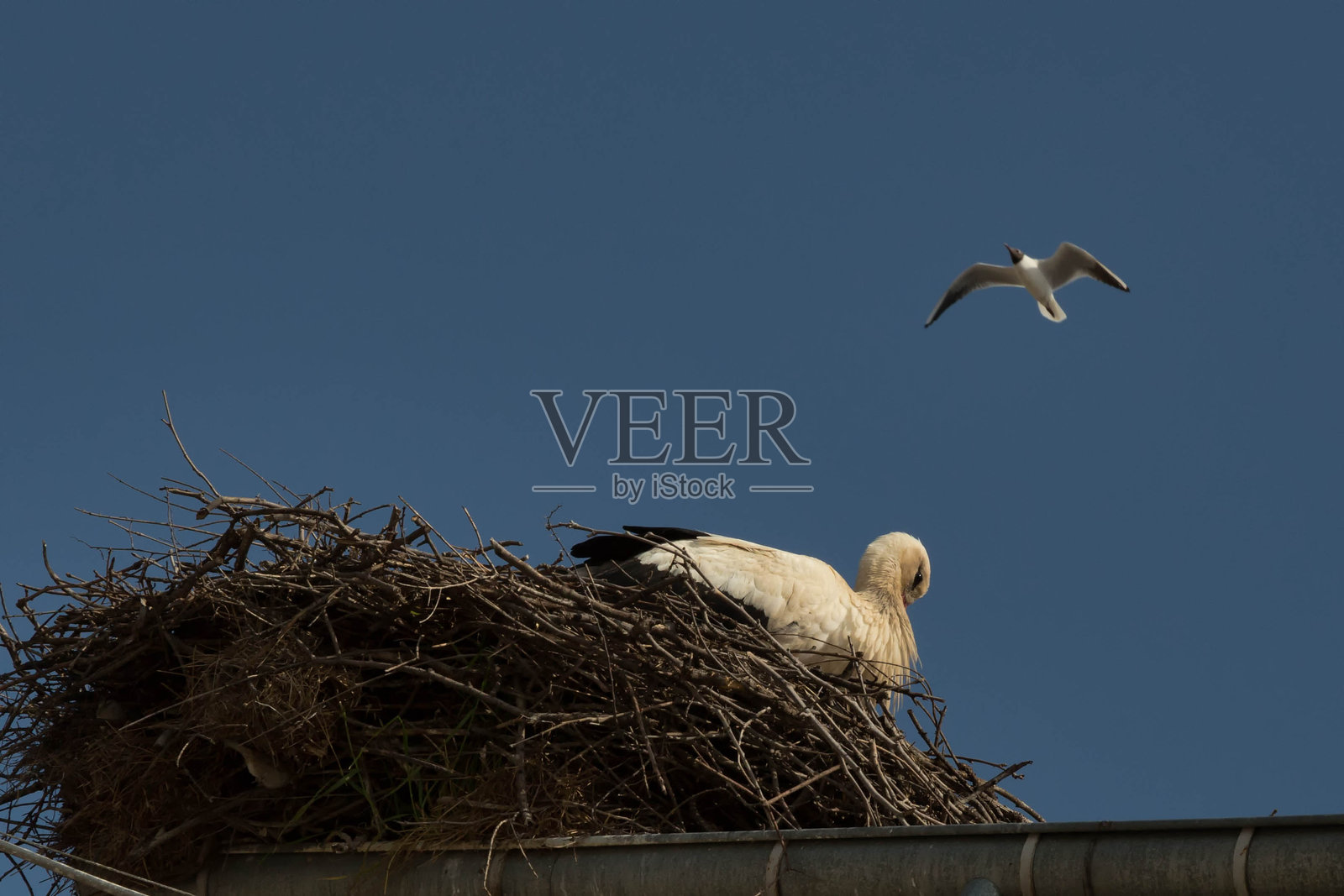 低角度视图的鸟类照片摄影图片