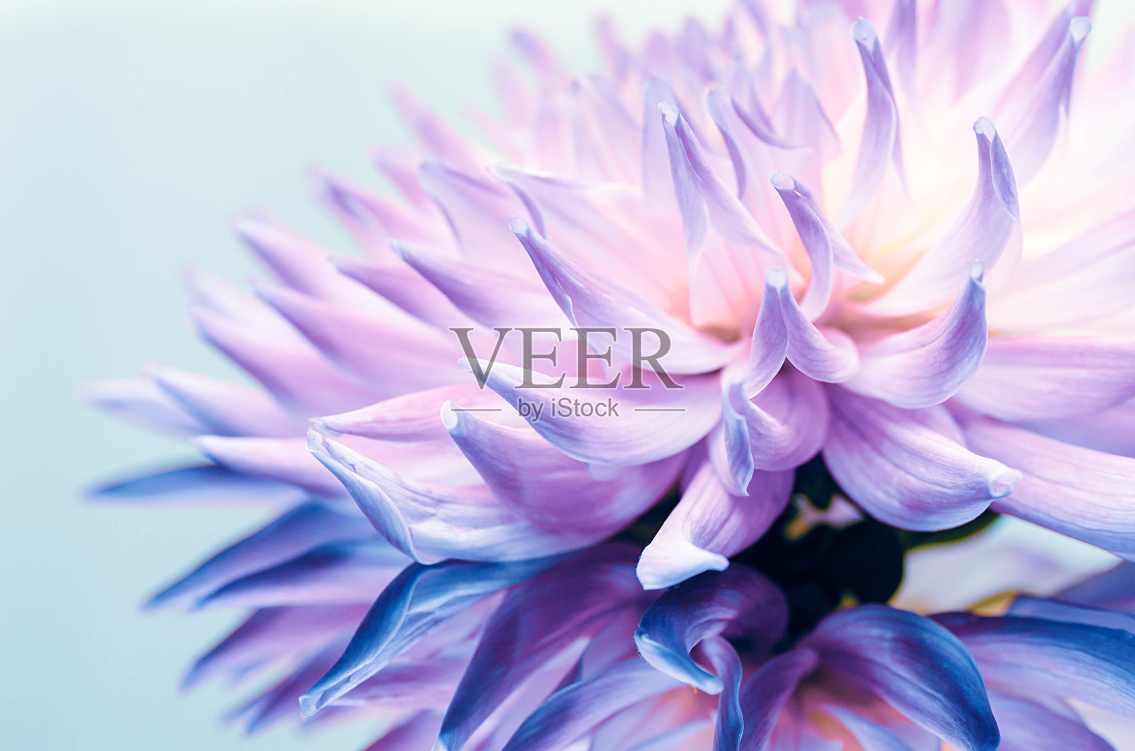 紫色大丽花特写照片摄影图片