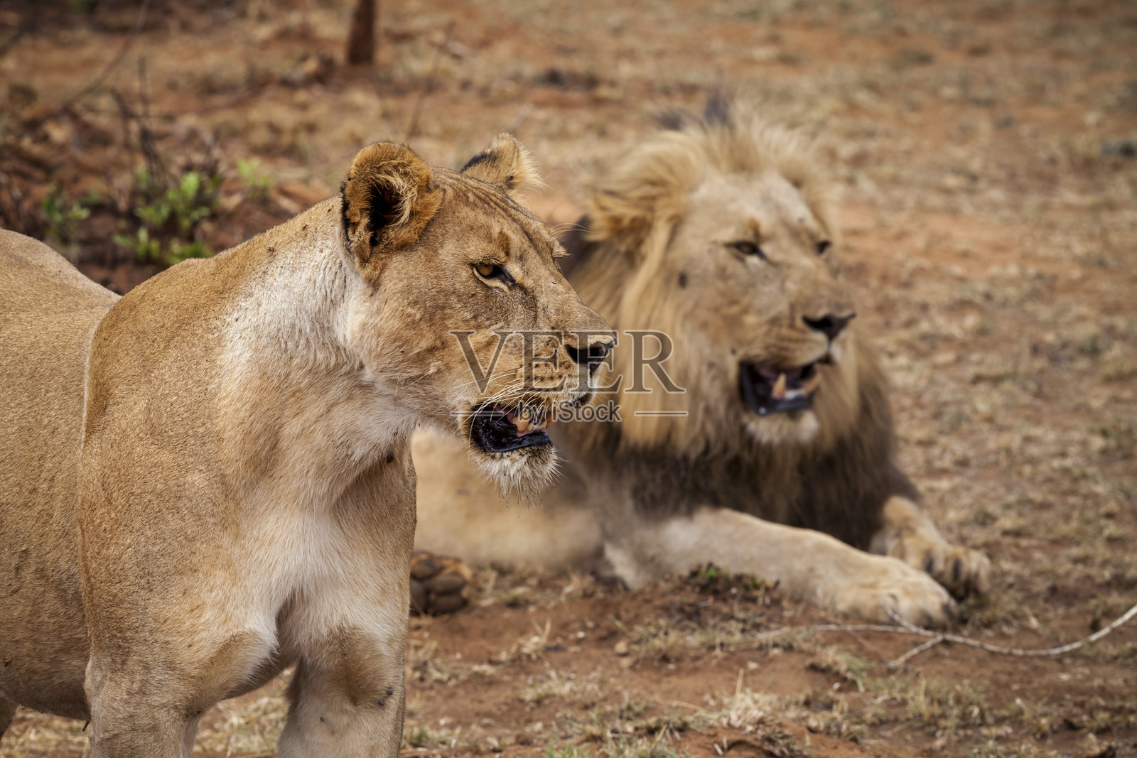 动物园里的狮子和狮子妃照片摄影图片
