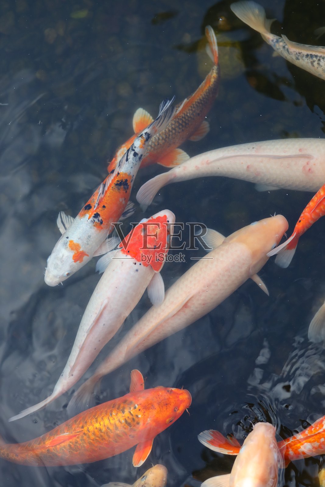 一群锦鲤在池塘中游泳。鱼的颜色是橙色和白色。池塘宁静而祥和。照片摄影图片