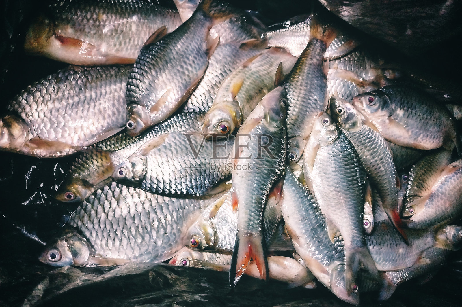 巴里托河的淡水鱼照片摄影图片