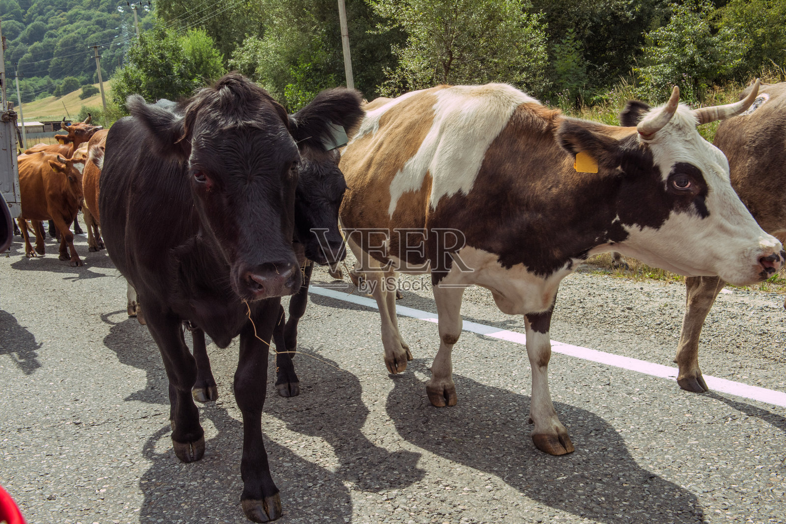 一群黑色和棕色的牛在乡村的沥青路上行走照片摄影图片
